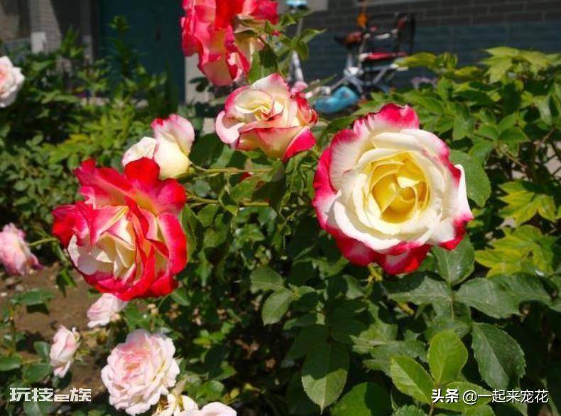 国际十大月季强香排行(香味浓郁的10款月季花盘点)-图片10